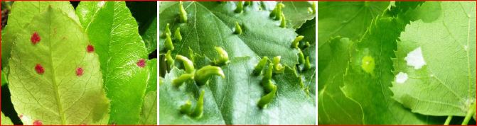 Időszerű növényvédelmi teendők a közterületeken 2017. évi 3. levél