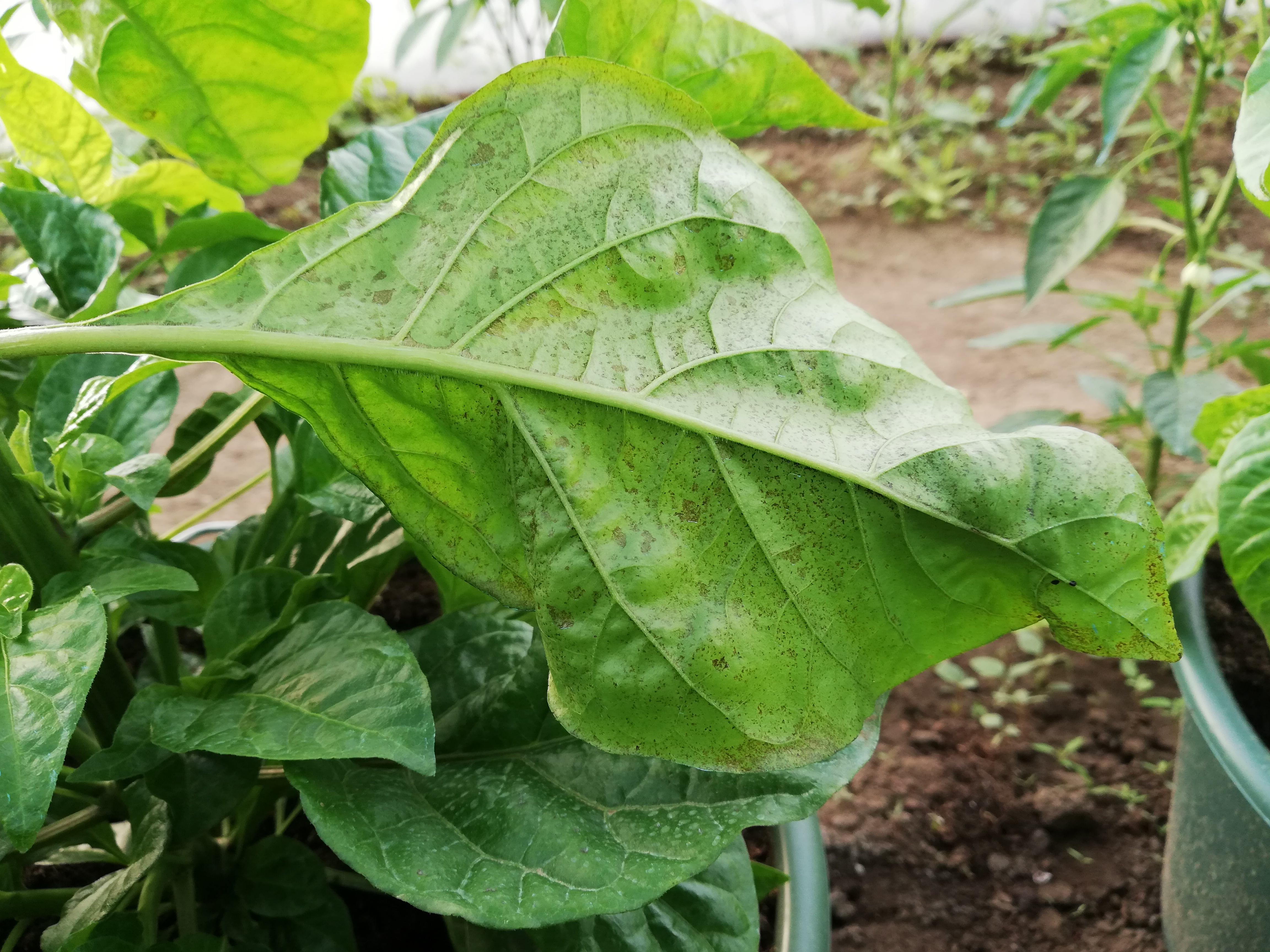 Növényvédelmi teendők – 2021. augusztus 26.–szeptember 1.