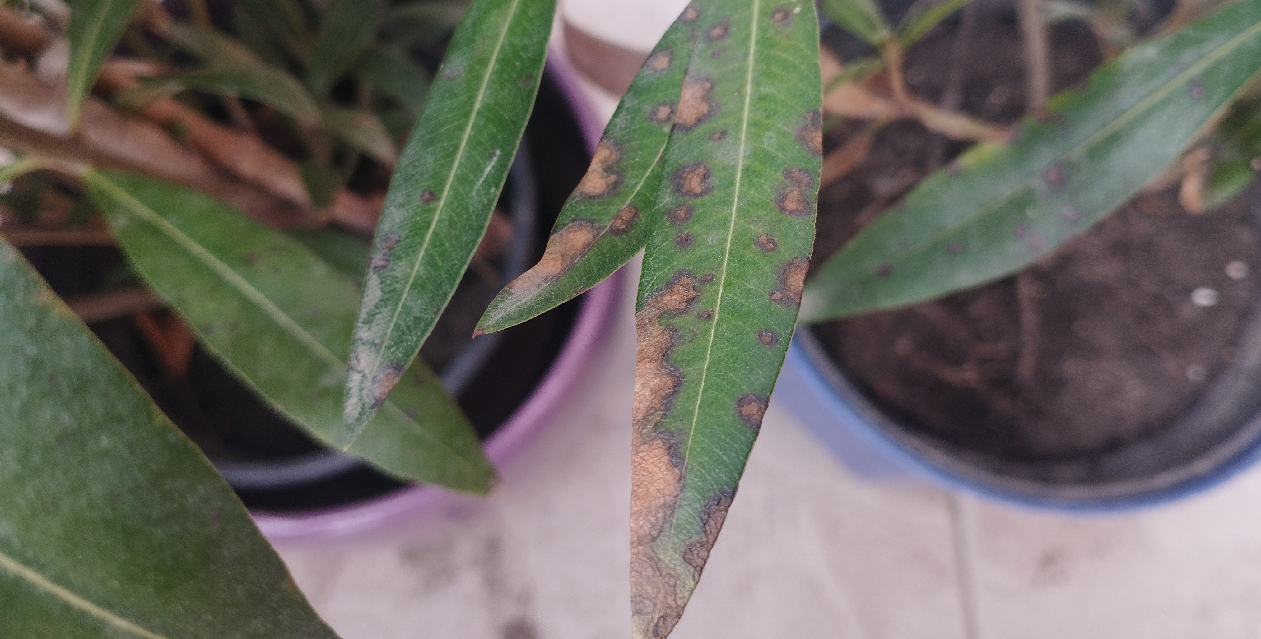 Növényvédelmi teendők – 2023. március 3. hét