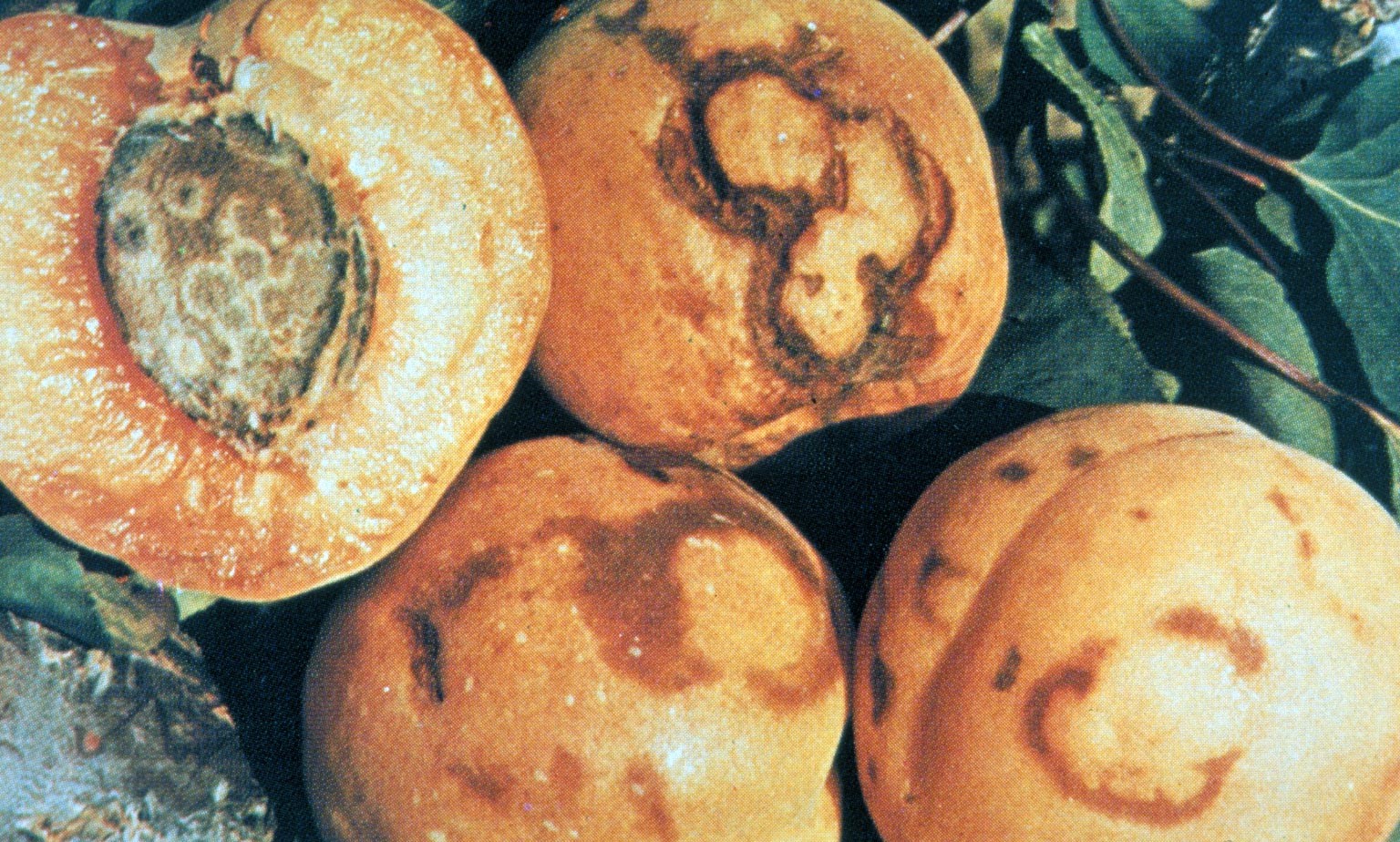 Növényvédelmi teendők – 2021. október 7-13.