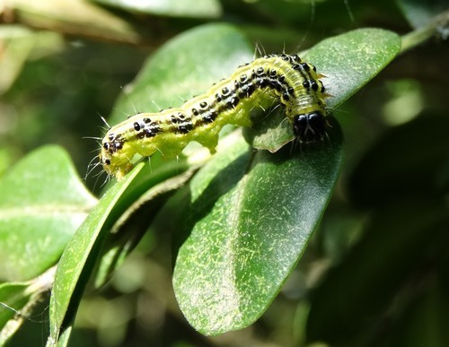 Növényvédelmi teendők – 2018. május 5-11.