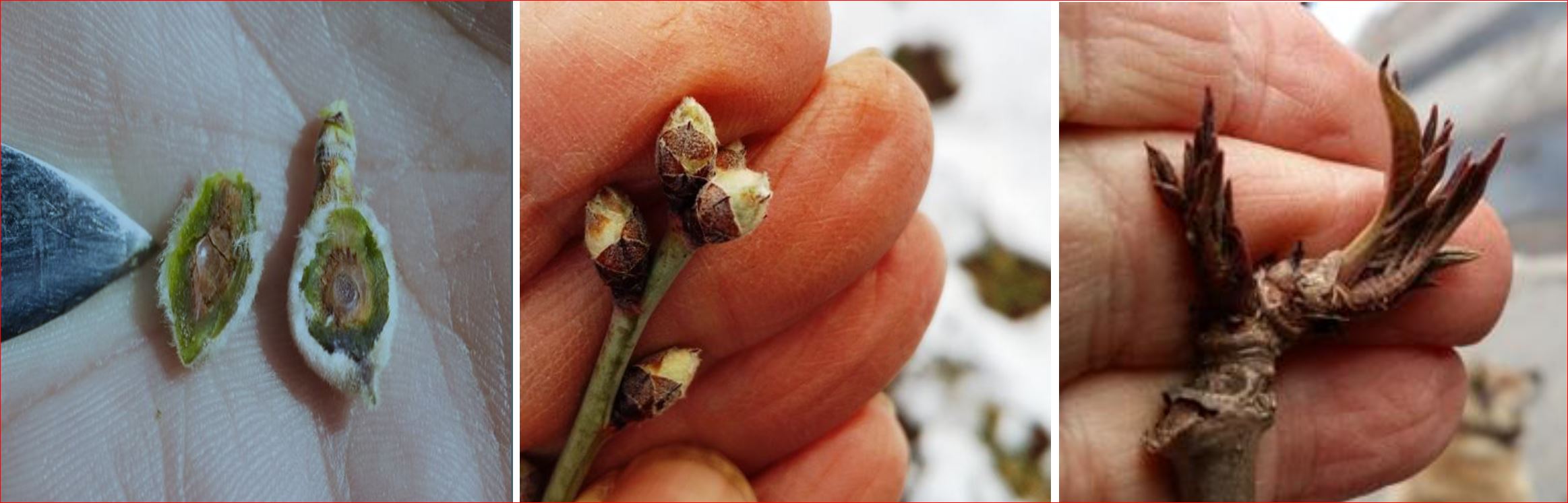 Zsigó György – Hasznos közlendők kertbarátoknak – 2018/1