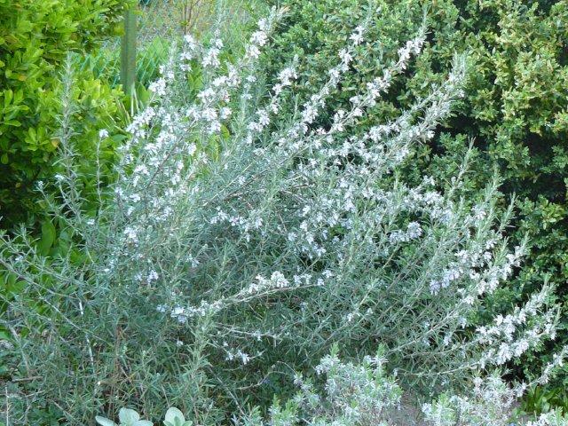 Új rovarölő permetező szer az Ampligo
