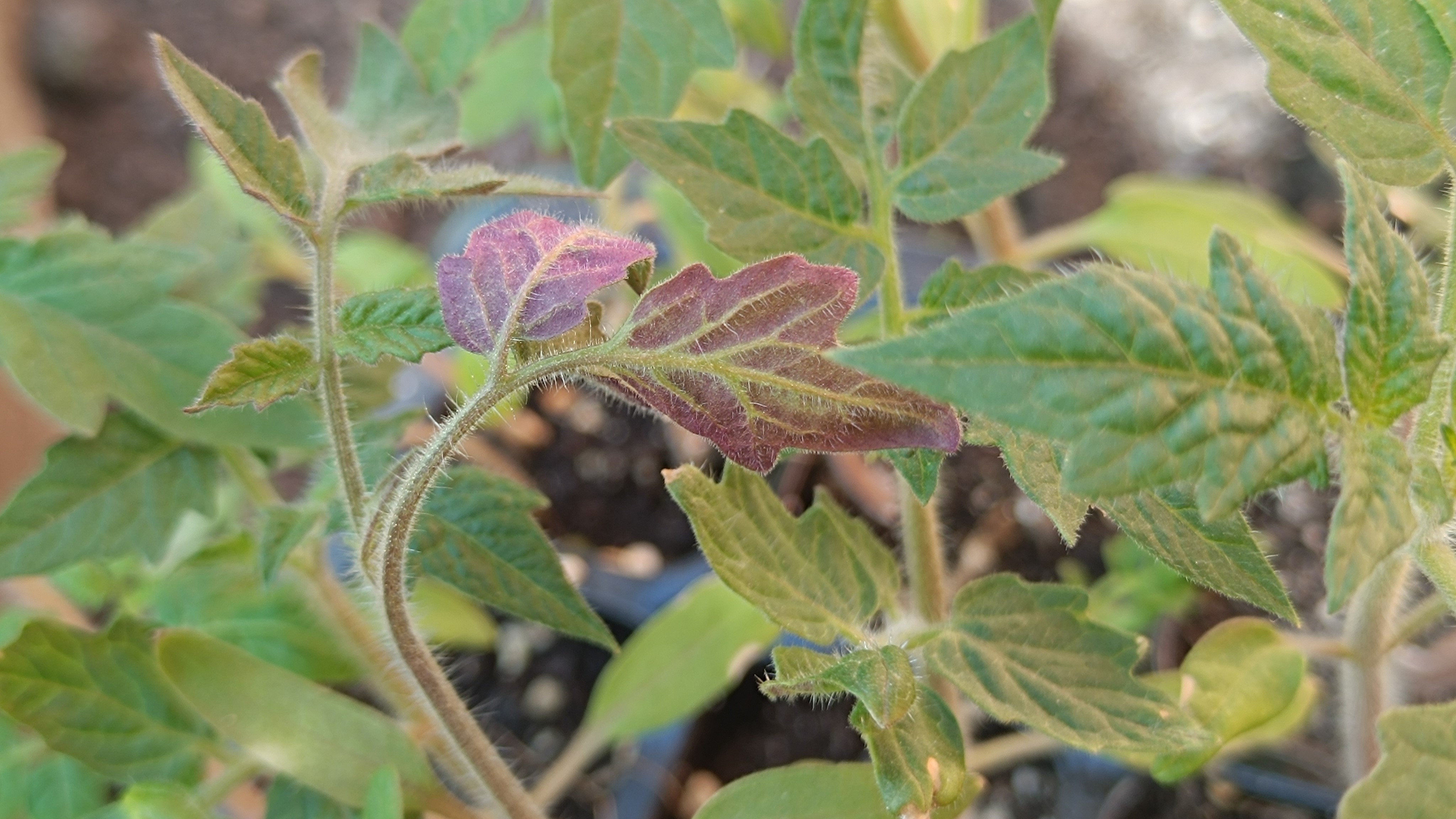 Tápelemek: a foszfor (P)