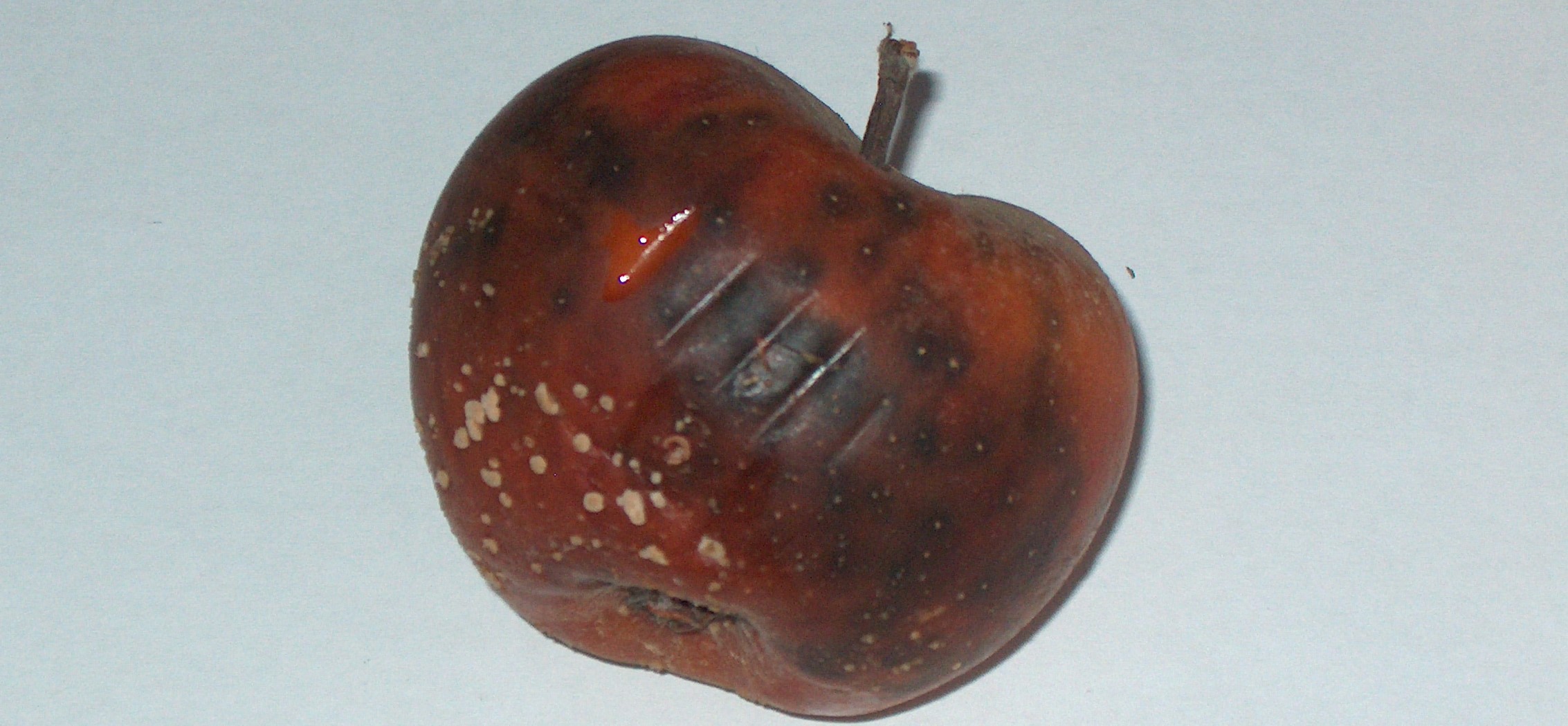 2022. évi 19. növényvédelmi felhívás – Zsigó György