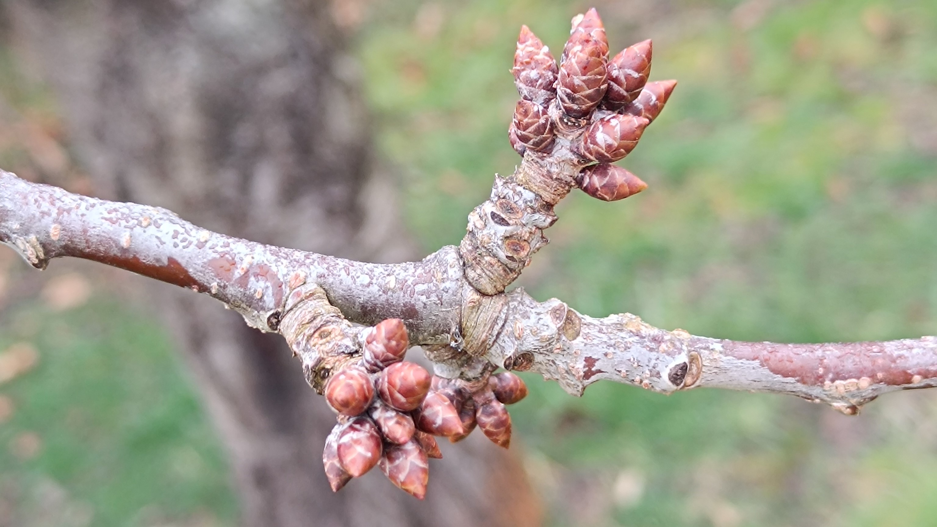 Készüljünk a metszésre! A rügyvizsgálat fontossága