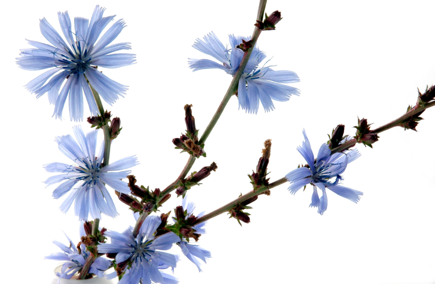 Úton - útfélen virágzik a katáng