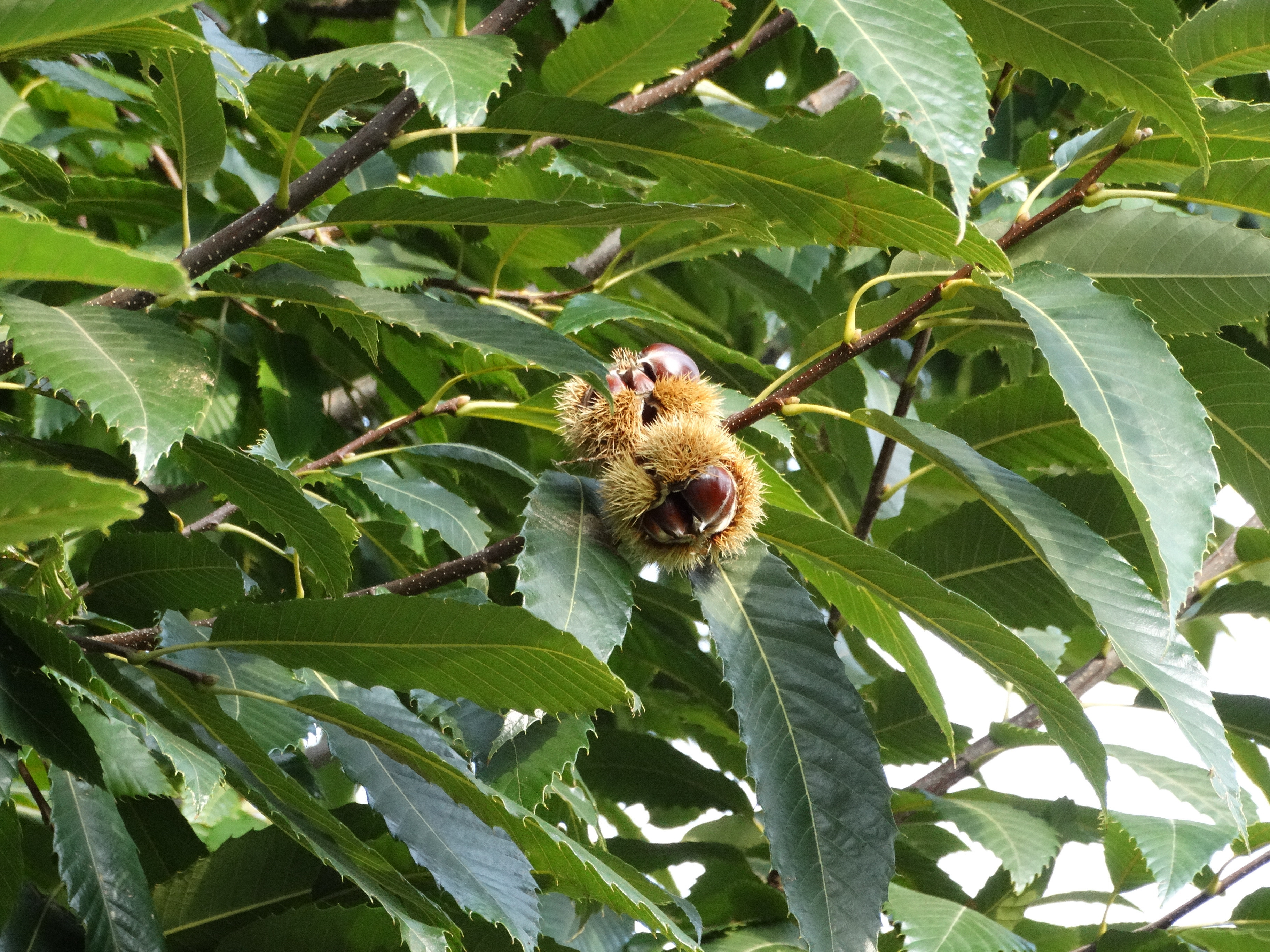 Növényvédelmi teendők – 2018. október 6-12.
