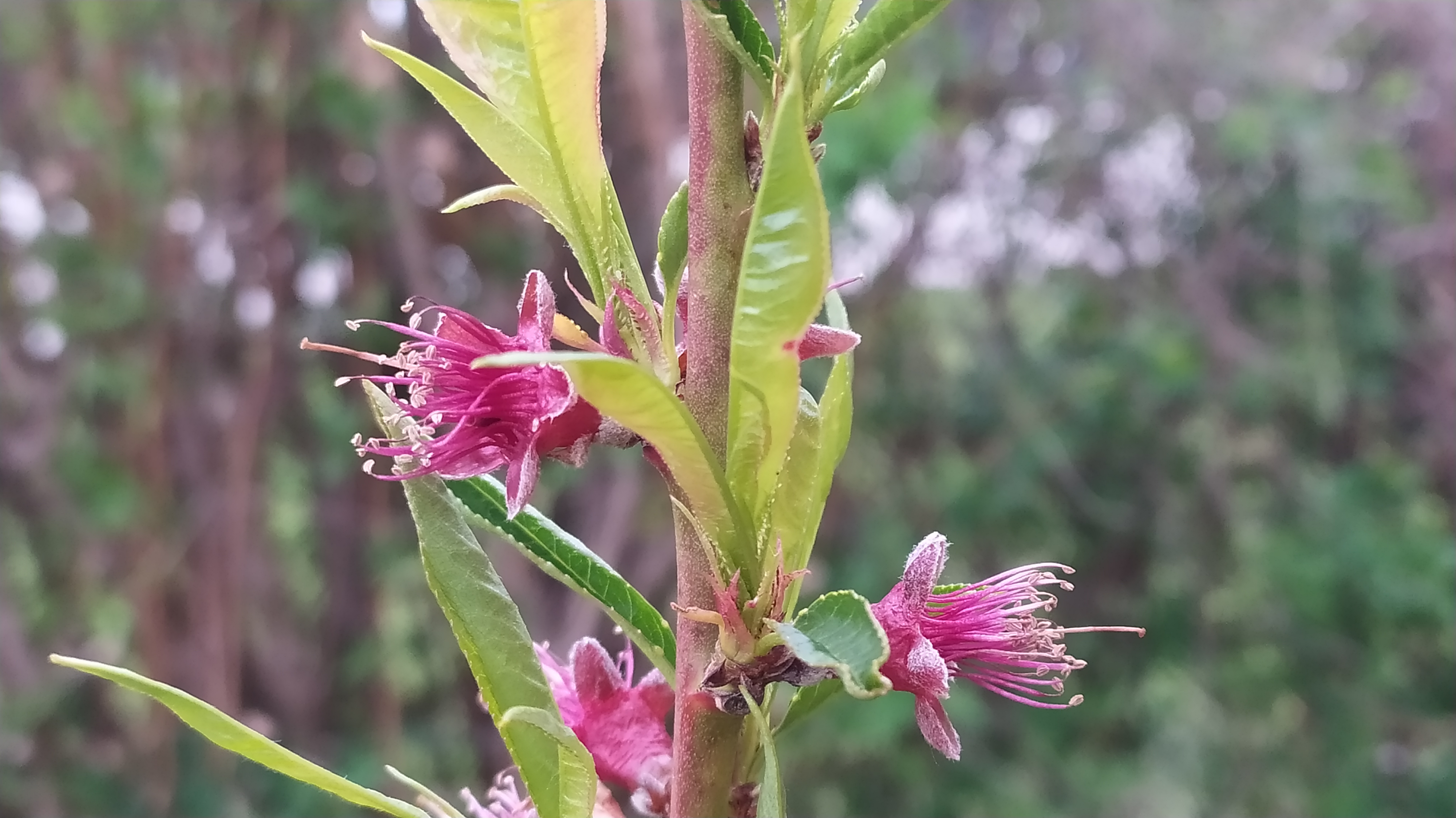 Növényvédelmi teendők – 2022. április 11-17.