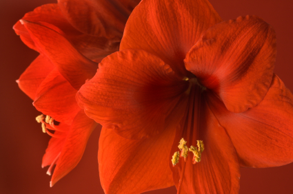 Ha virágos húsvétot szeretnénk