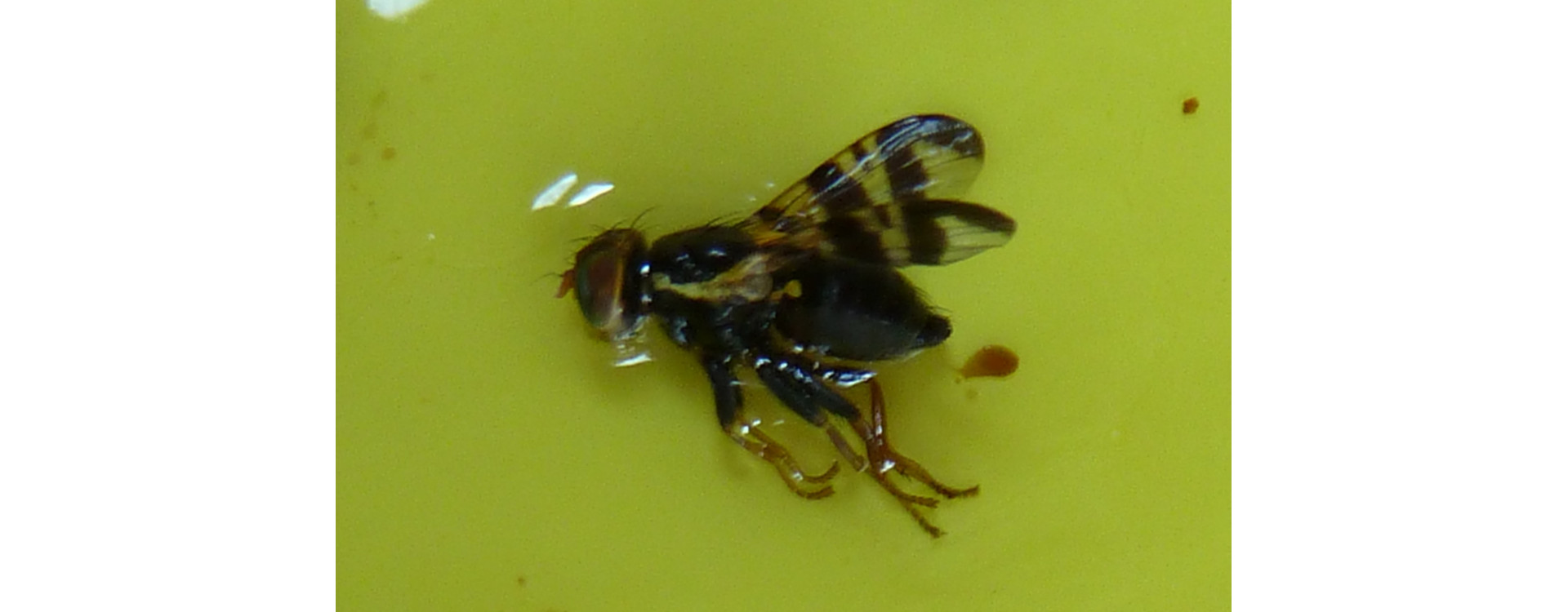 2021. évi 12. növényvédelmi felhívás – Zsigó György