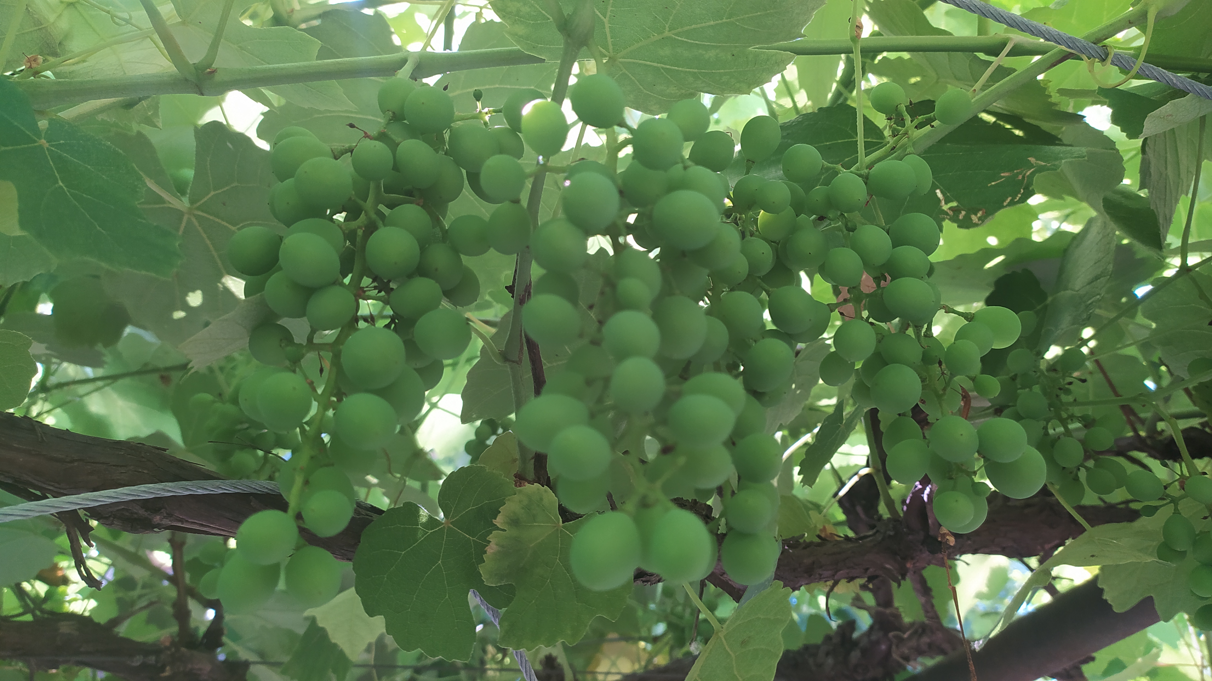 Növényvédelmi teendők – 2022. július 1-7