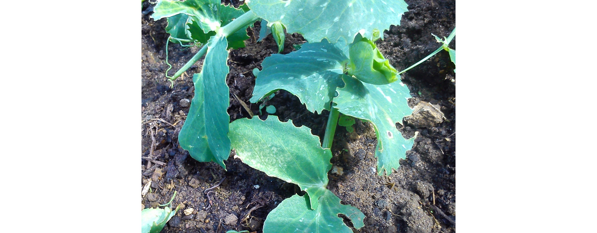 Növényvédelmi teendők – 2019. március 28. – április 3.