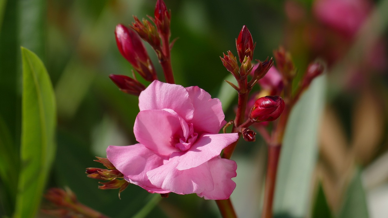 A leander szép, de kényes