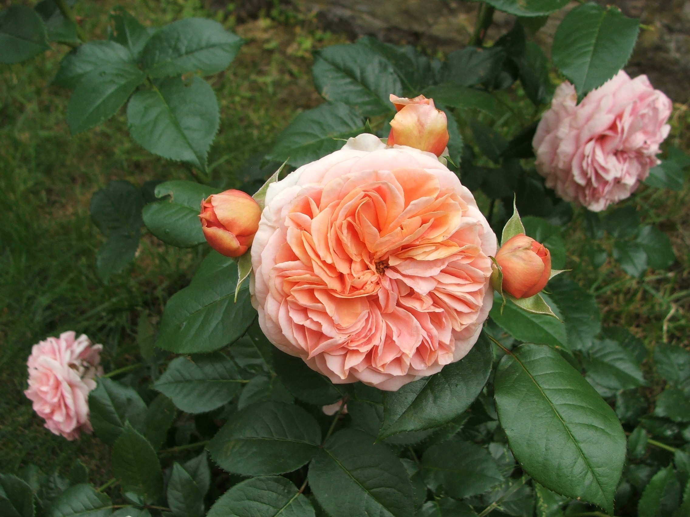 Növényvédelmi teendők –  2018. június 9-15.