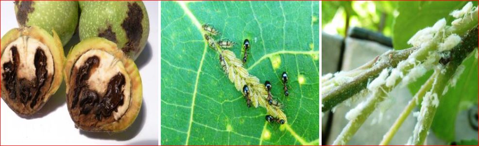 Zsigó György – Hasznos közlendők kertbarátoknak – 2016/14