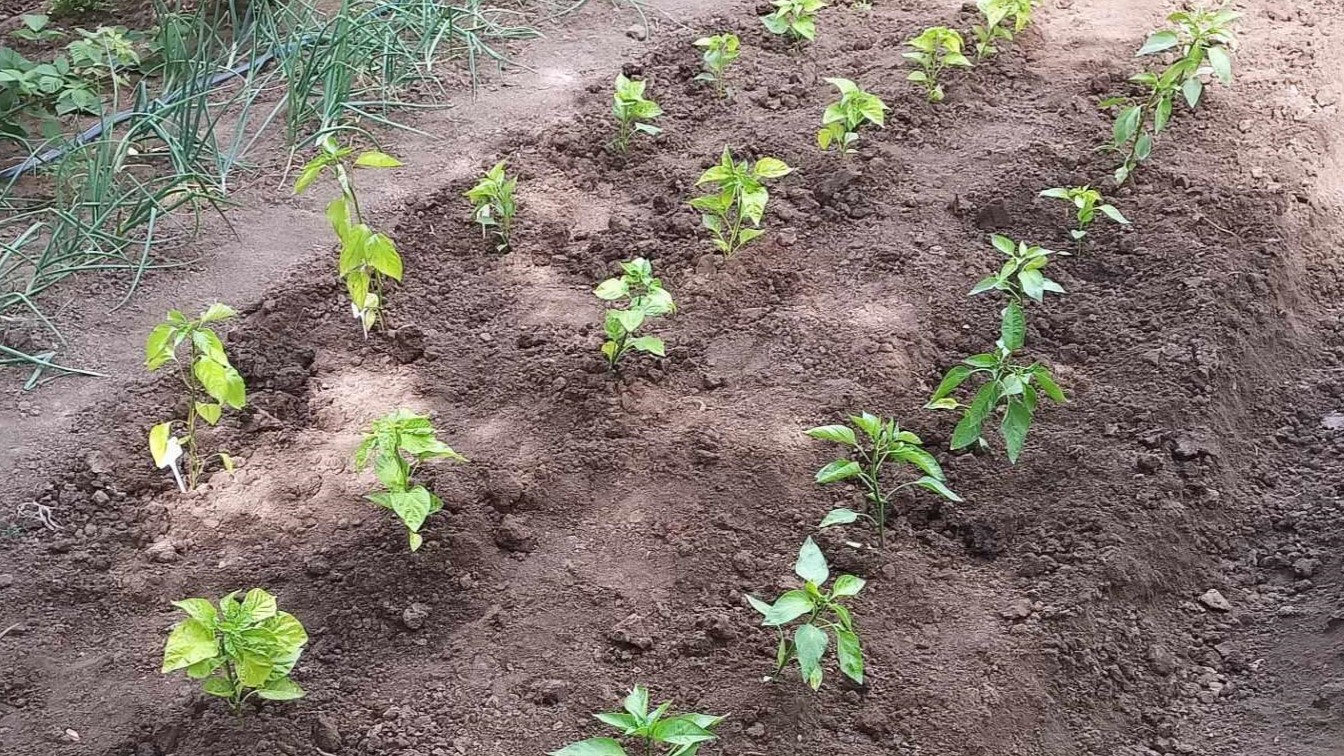 Zöldségpalánták! Ki a szabadba!