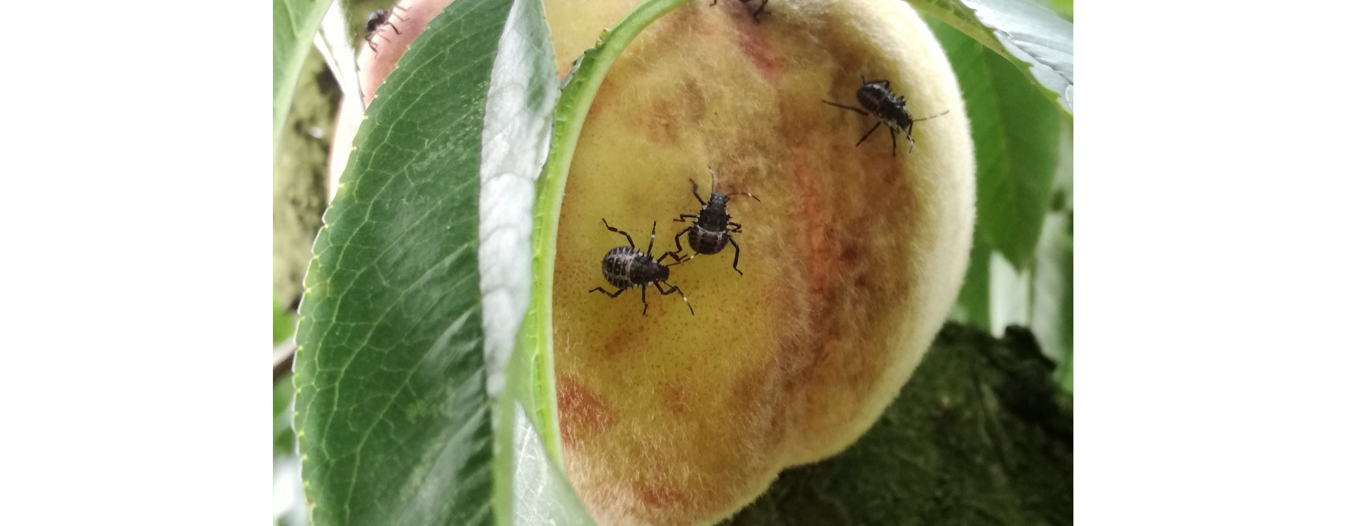 Növényvédelmi teendők – 2020. augusztus 15-21.