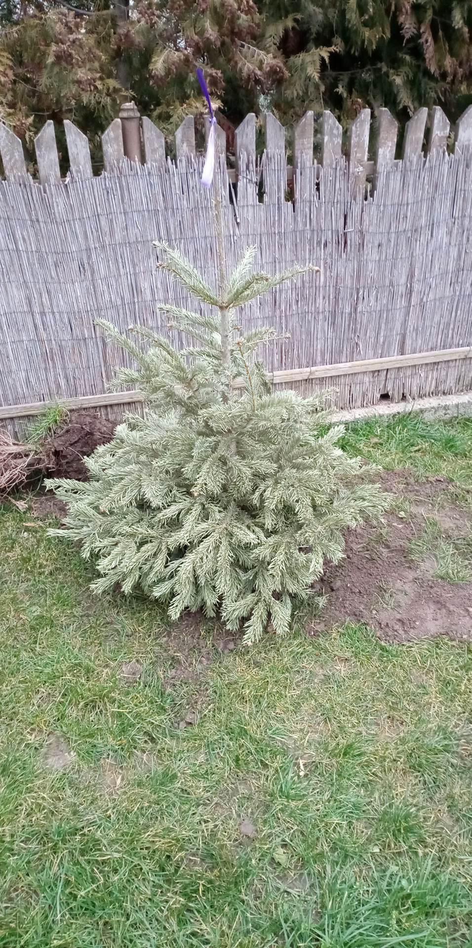 karacsonyfa_DSZ-kiultetett2.jpg