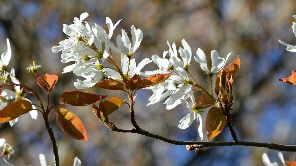 amelanchier_virag.jpg