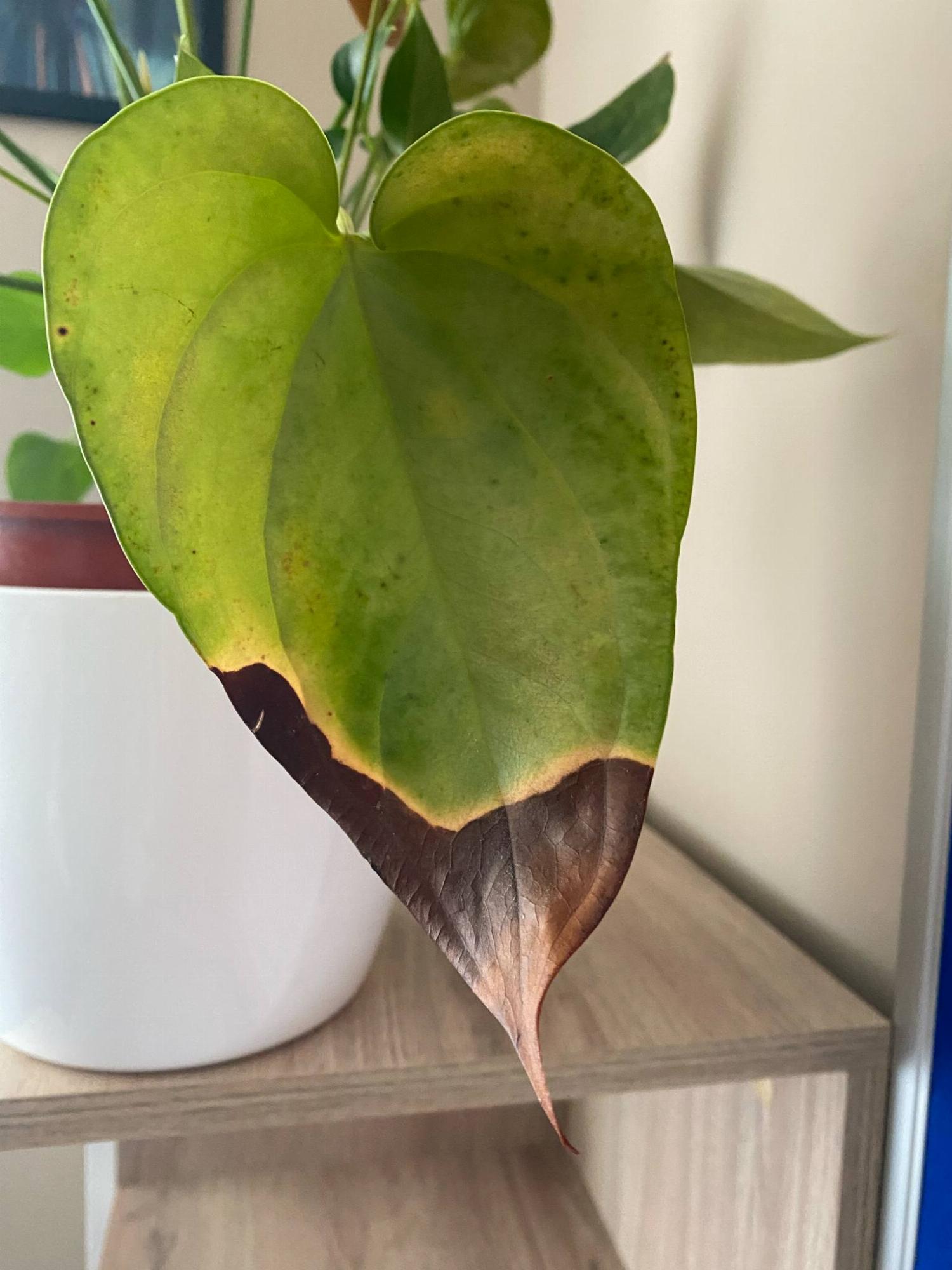 anthurium_level.jpg