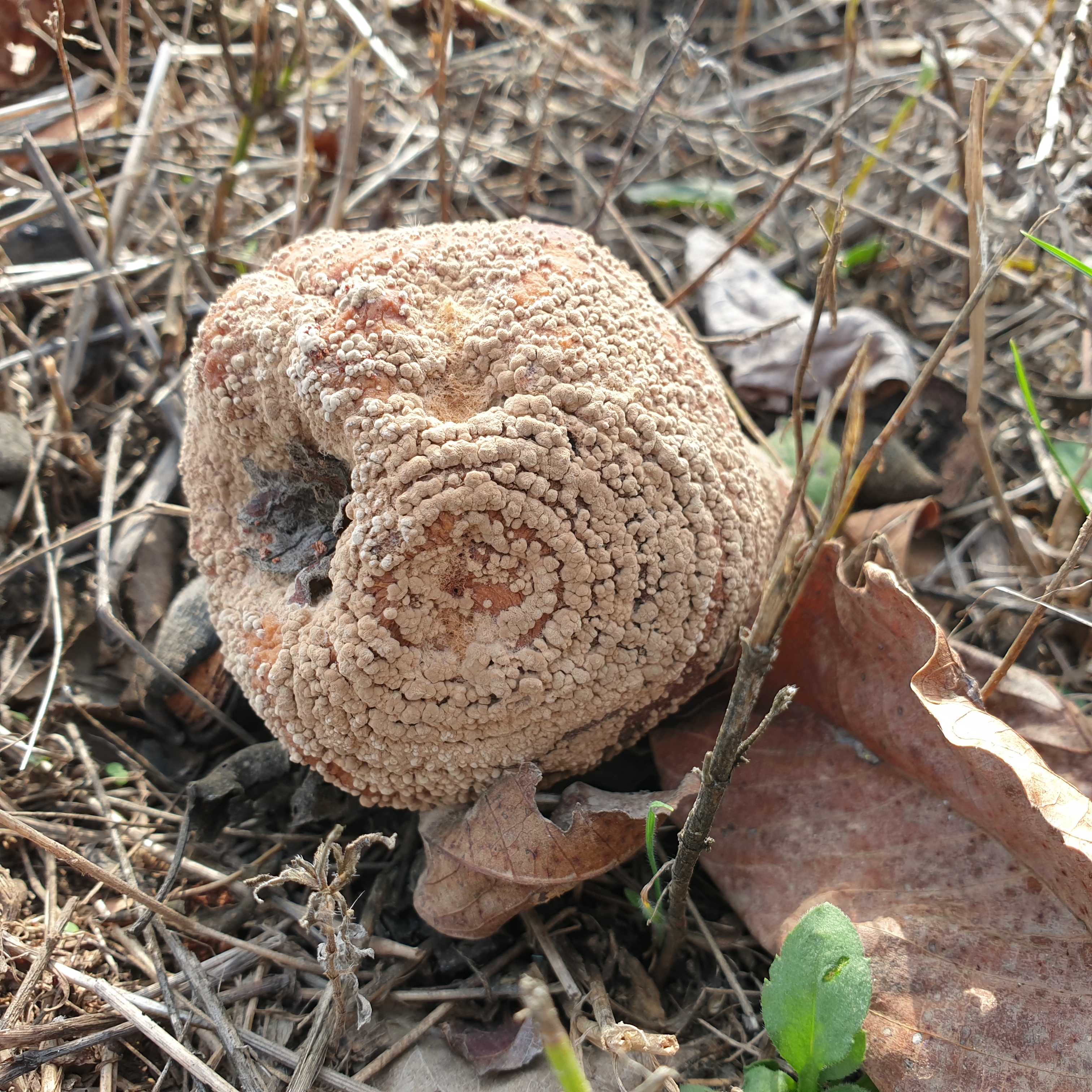 birs_monilia_20191020_134756.jpg