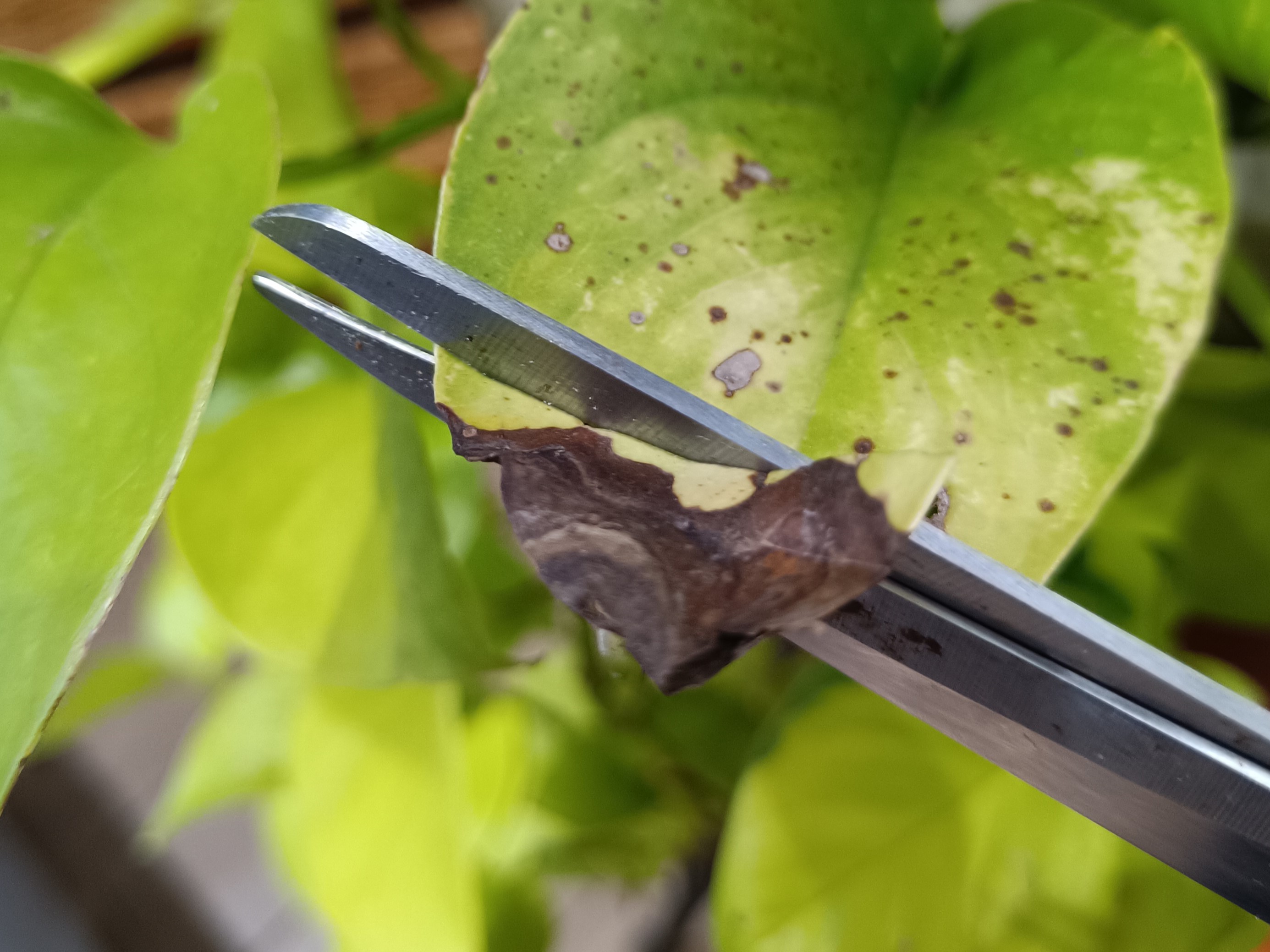 epipremnum_ollo.jpg
