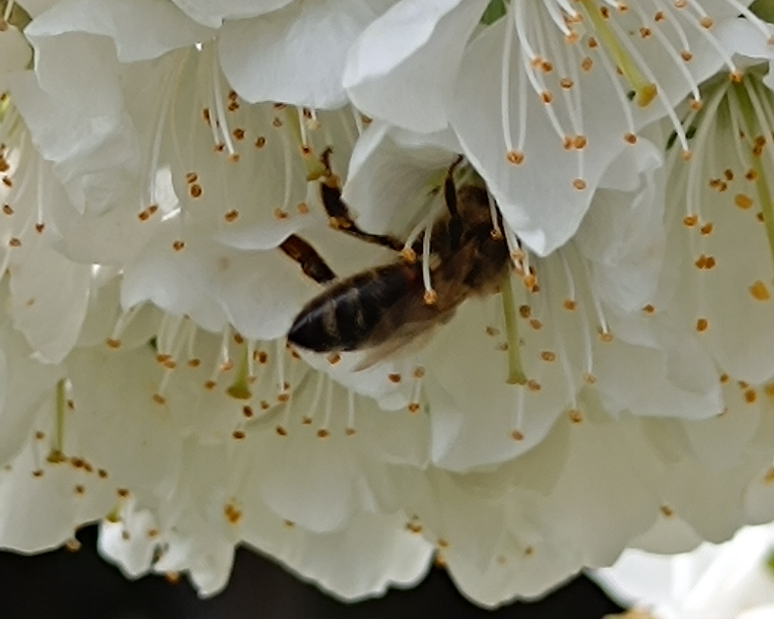 biodiv_beporzo.jpg