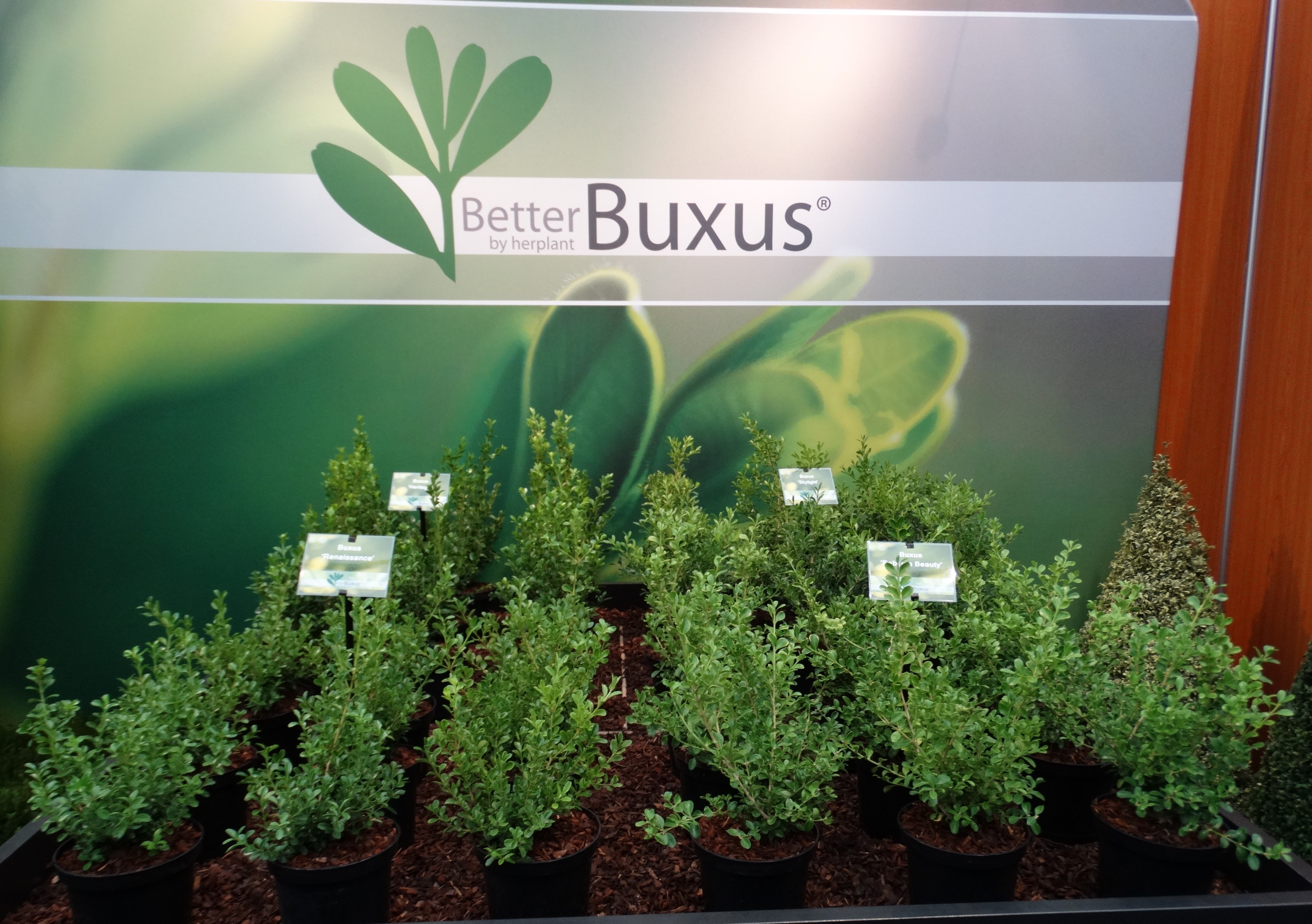 Better_Buxus.JPG