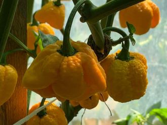 Most vesd a szupererős chiliket – gyakorlati útmutató a sikerhez