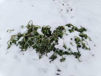 A hótakaró a kertben – áldás vagy átok?