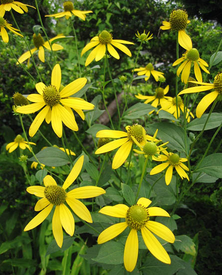 rudbeckia_CABI.jpg