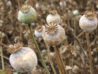 Legyen mákunk – máktermesztés a konyhakertben lépésről lépésre