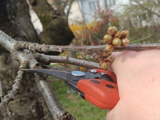 A metszés alapelvei – mit, mikor, hogyan?