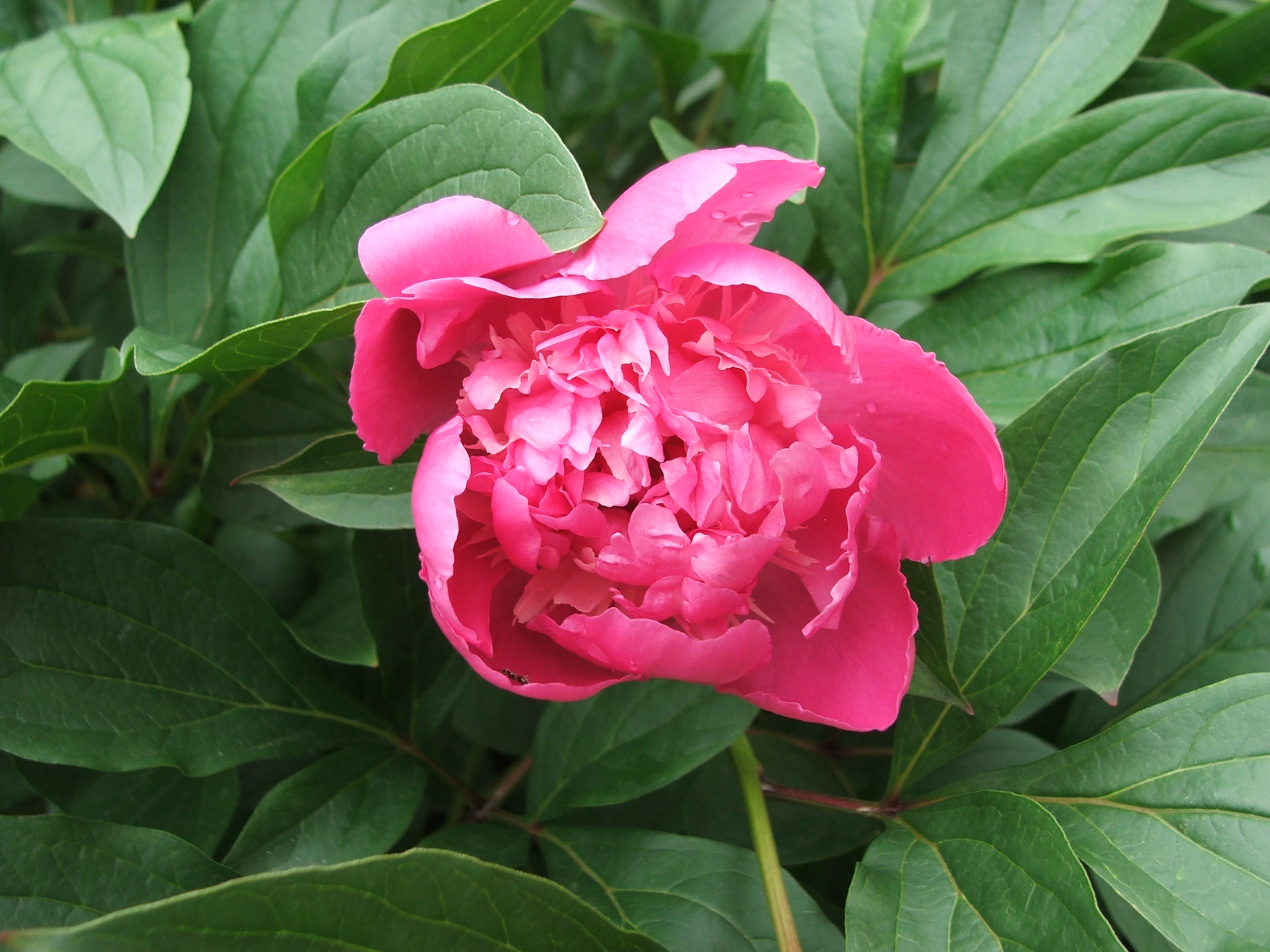 Paeonia – a pünkösd rózsája