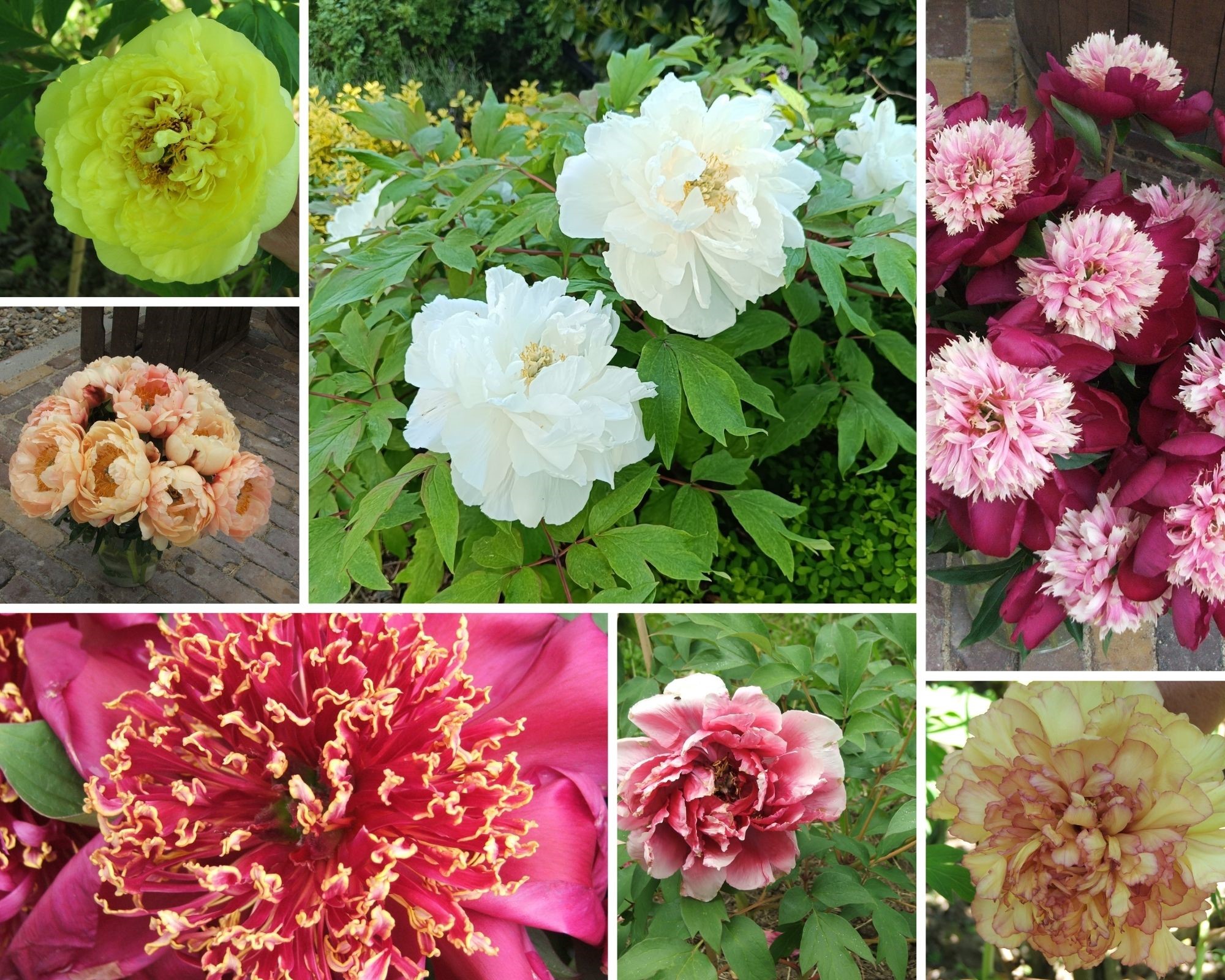 paeonia_collage.jpg