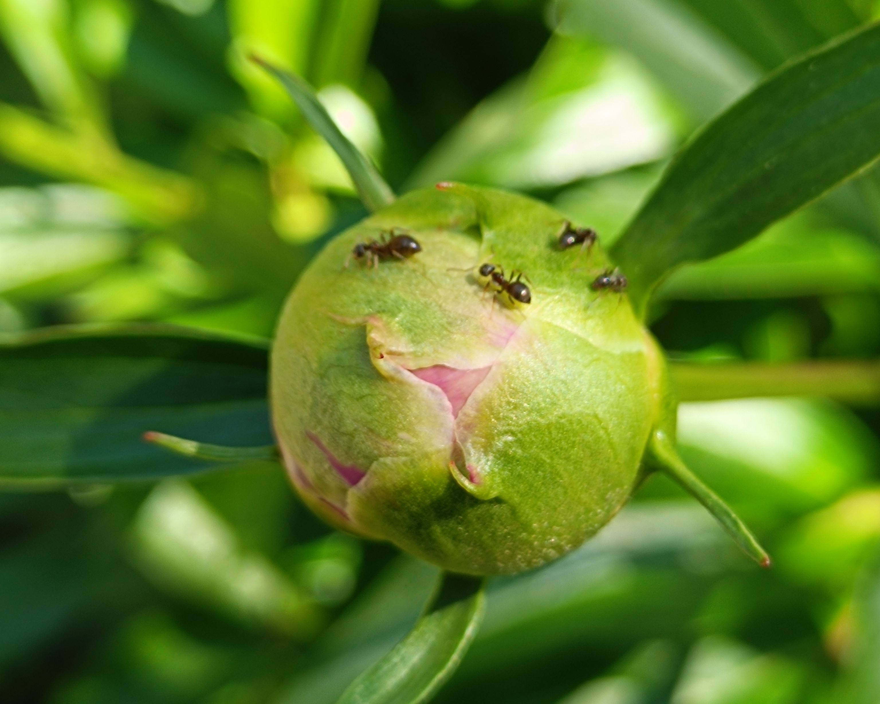 paeonia_hangya.jpg
