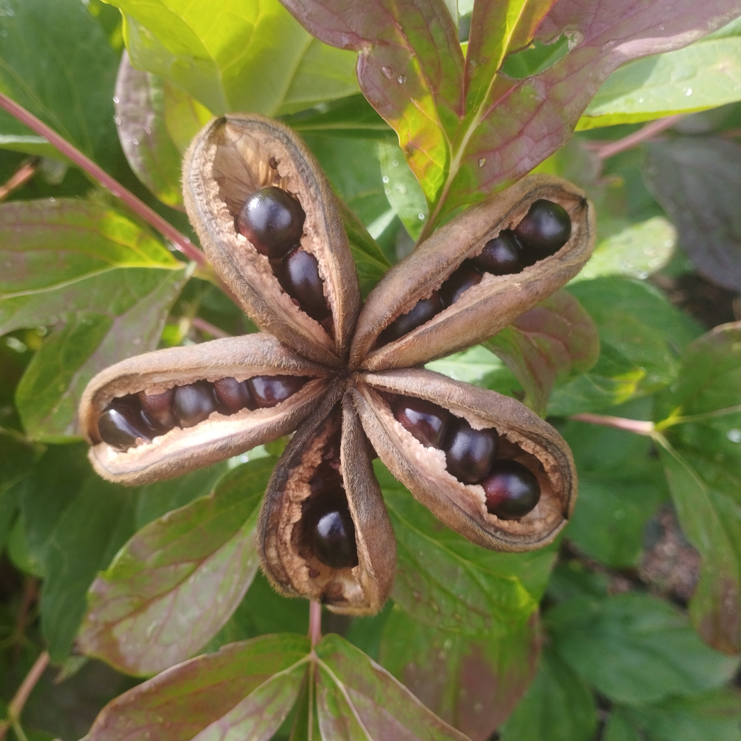paeonia_magtok.jpg