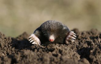 Vakond a kertben – szeretjük is meg nem is