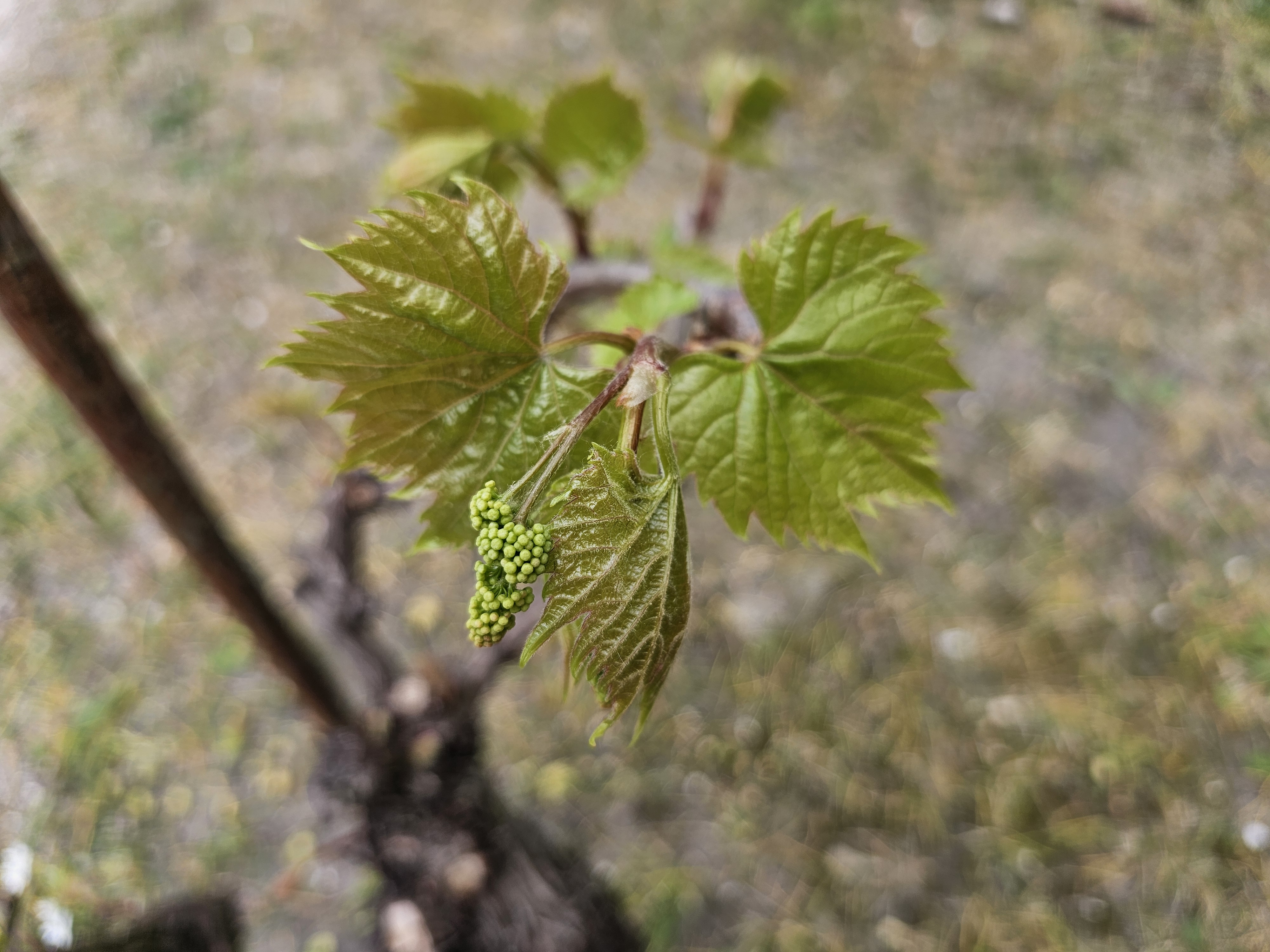 ZSGY_fenologia_20260414_121714.jpg