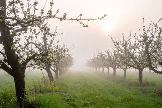 A tápanyagellátás és biostimulátorok szerepe a fagykár-megelőzésben