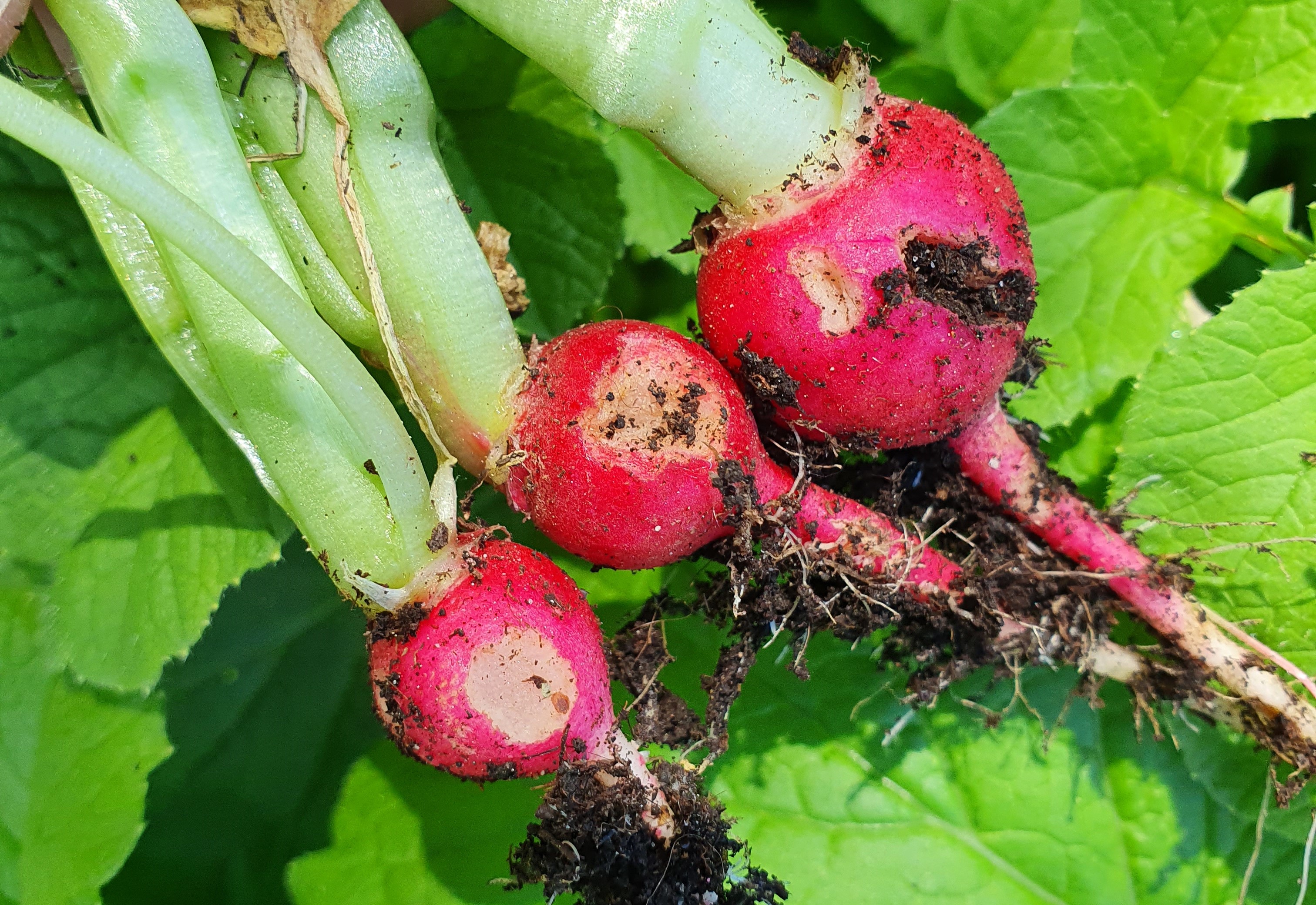 2024. évi 4. – talajfertőtlenítős – növényvédelmi felhívás