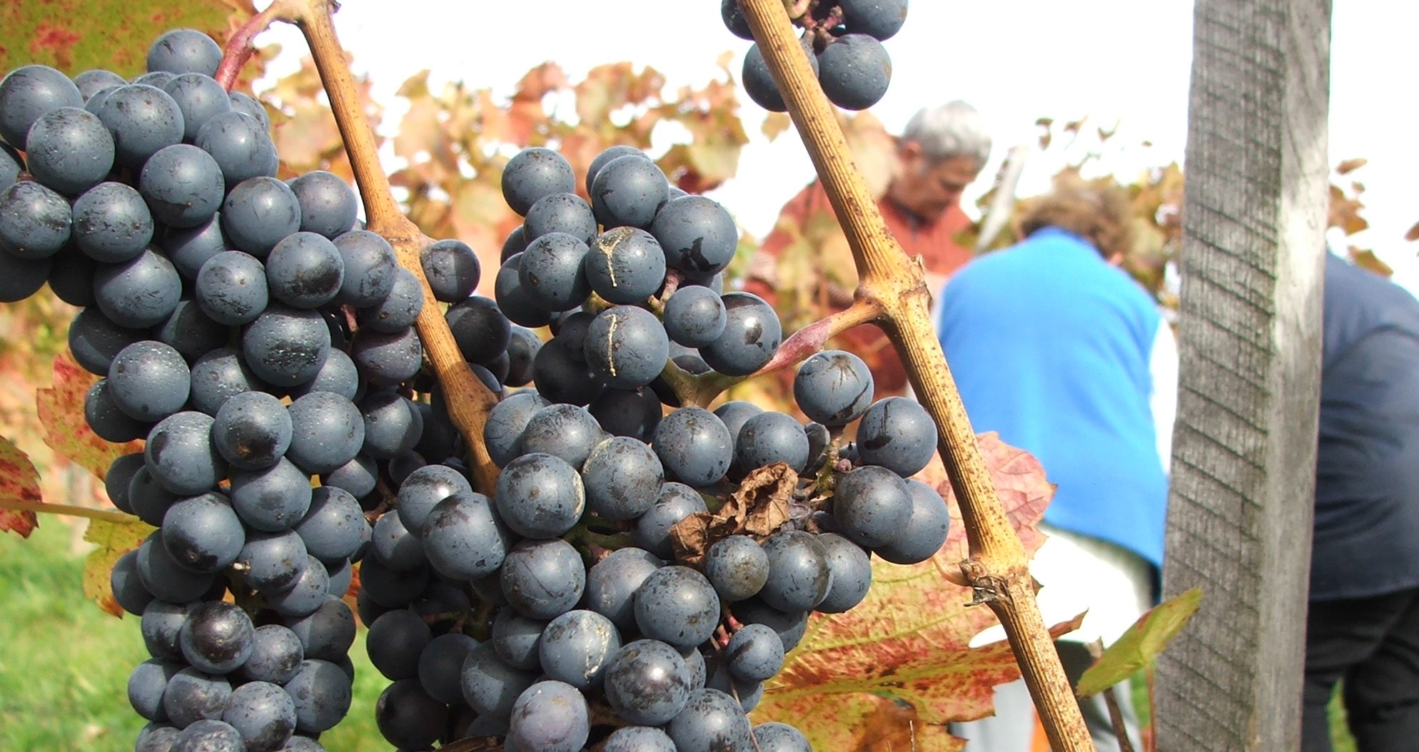 Növényvédelmi teendők – 2022. szeptember 2-8