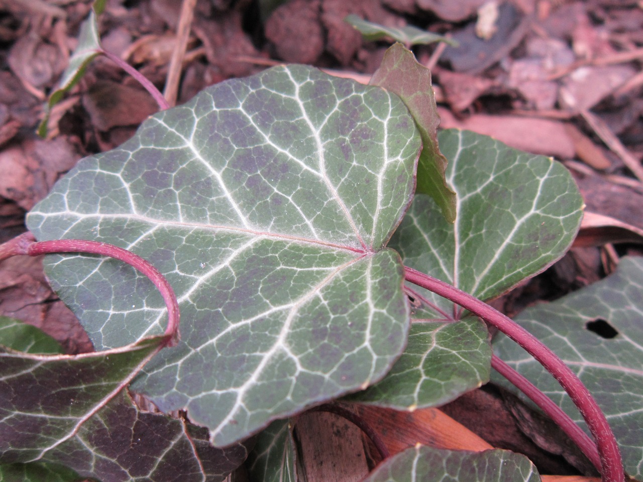 Levélfaló borostyán