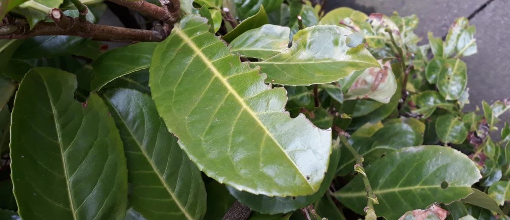 Növényvédelmi teendők – 2023. április 1. hét.