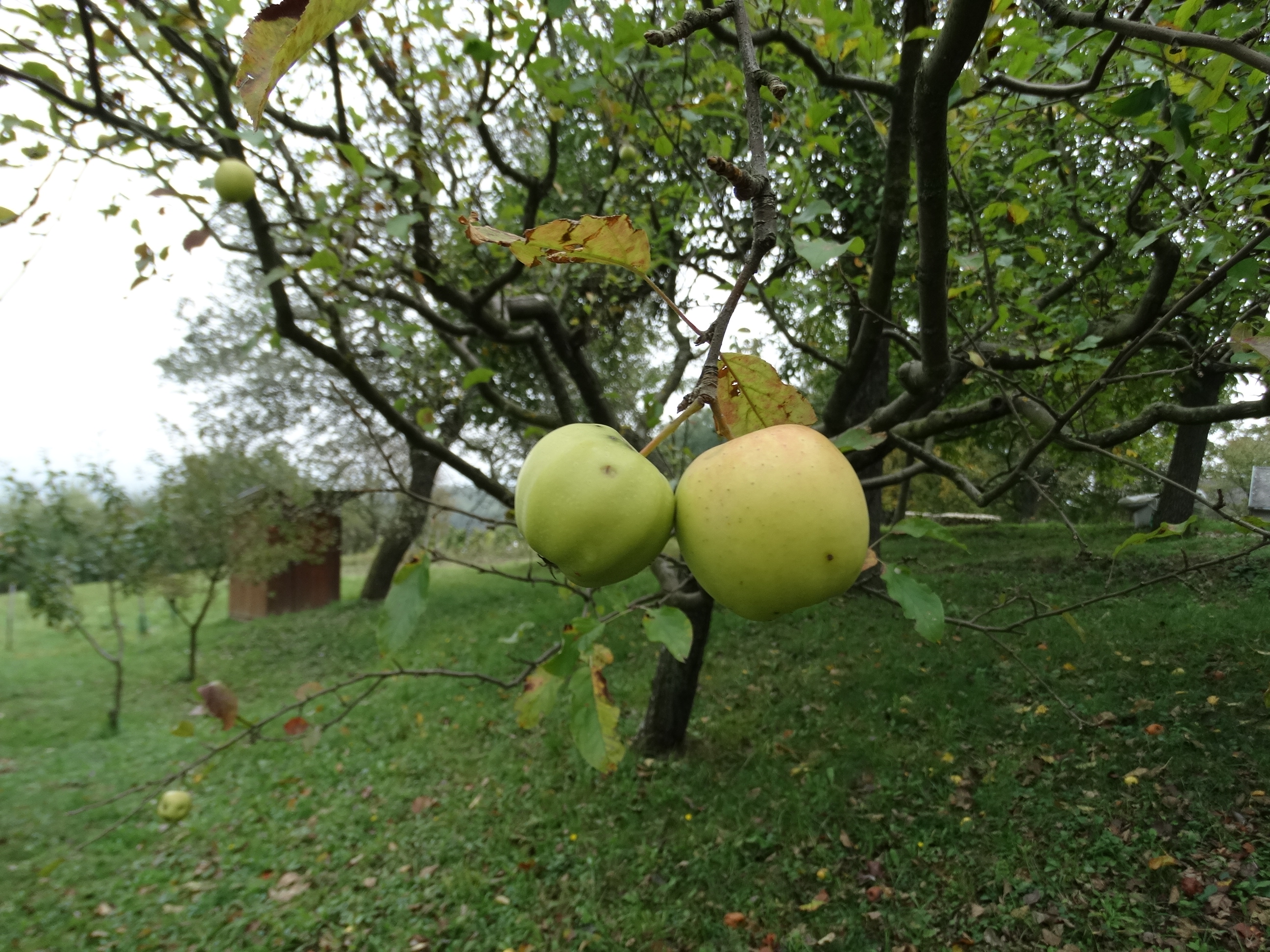 Növényvédelmi teendők – 2021. október 14-20.