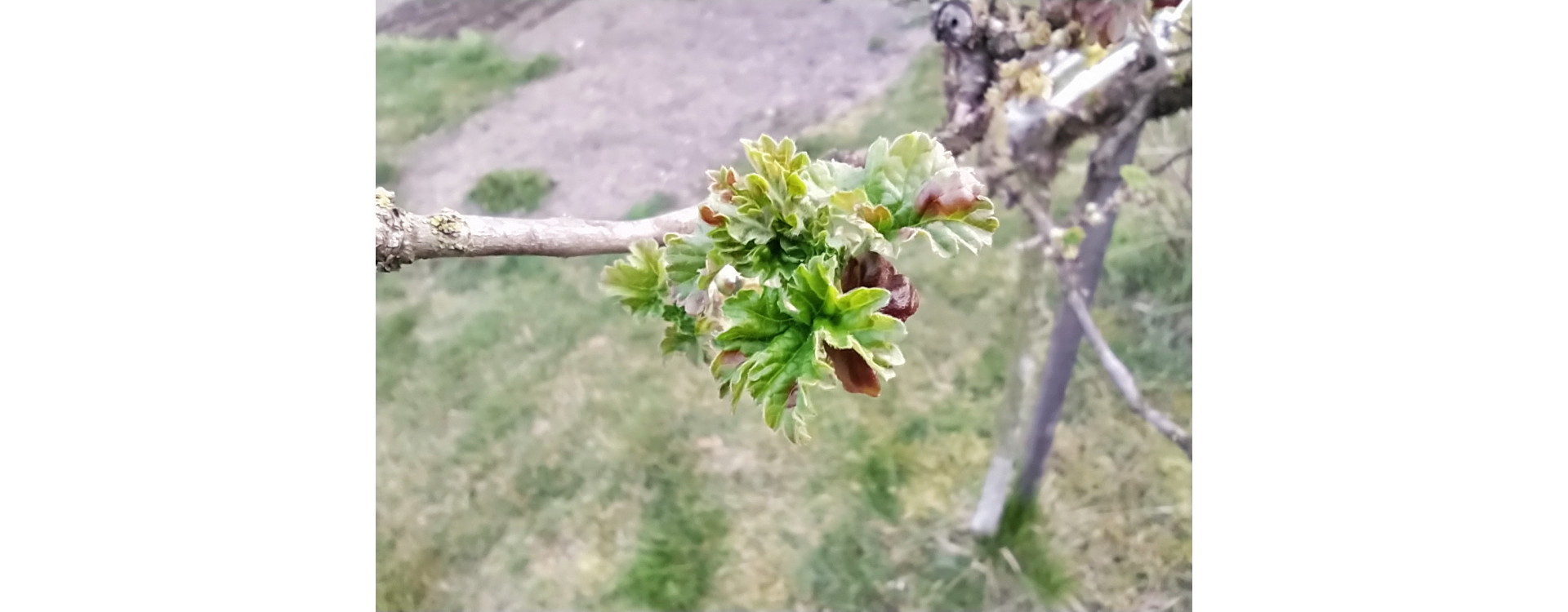 Növényvédelmi teendők – 2020. április 4-10.