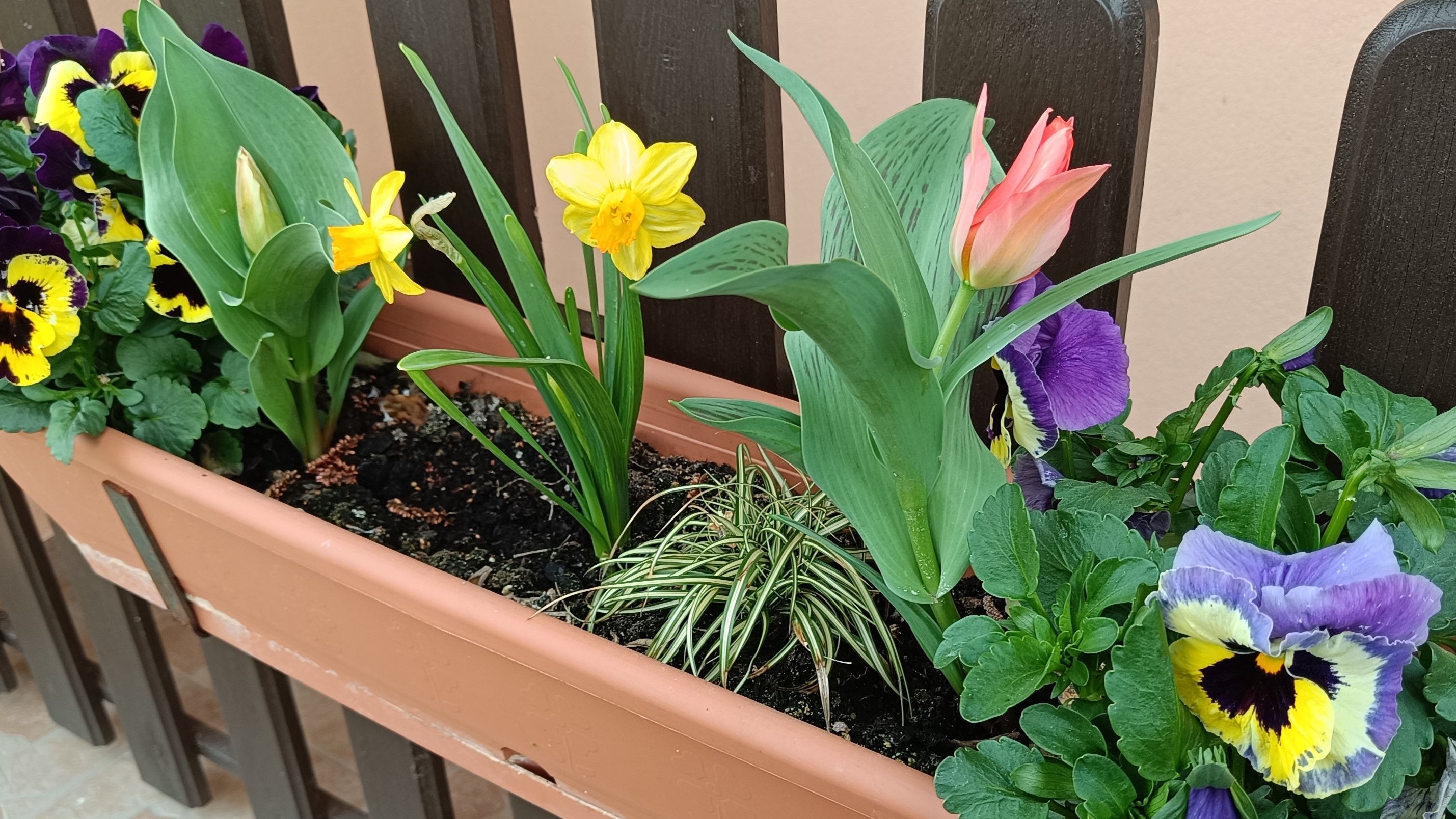 Tavaszi hagymás virágok balkonládában