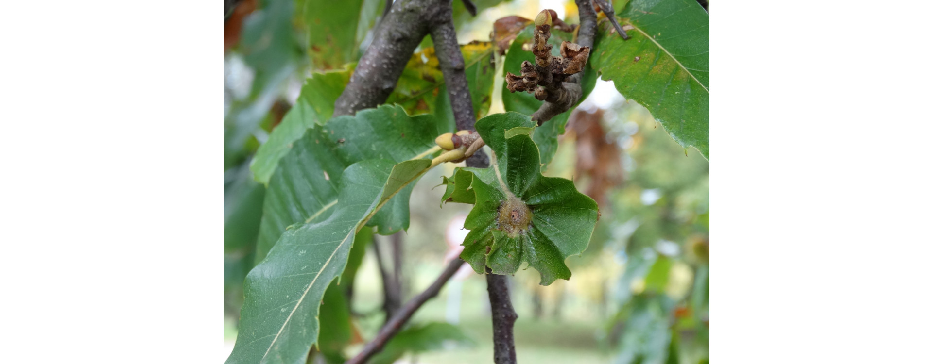 Növényvédelmi teendők – 2019. június 6-12.