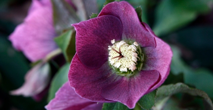 A színpompás hunyor